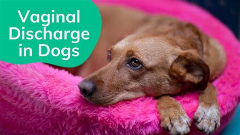 milky discharge from dog|My Female Dog Has Vaginal Discharge